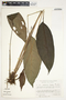 Spathiphyllum laeve image
