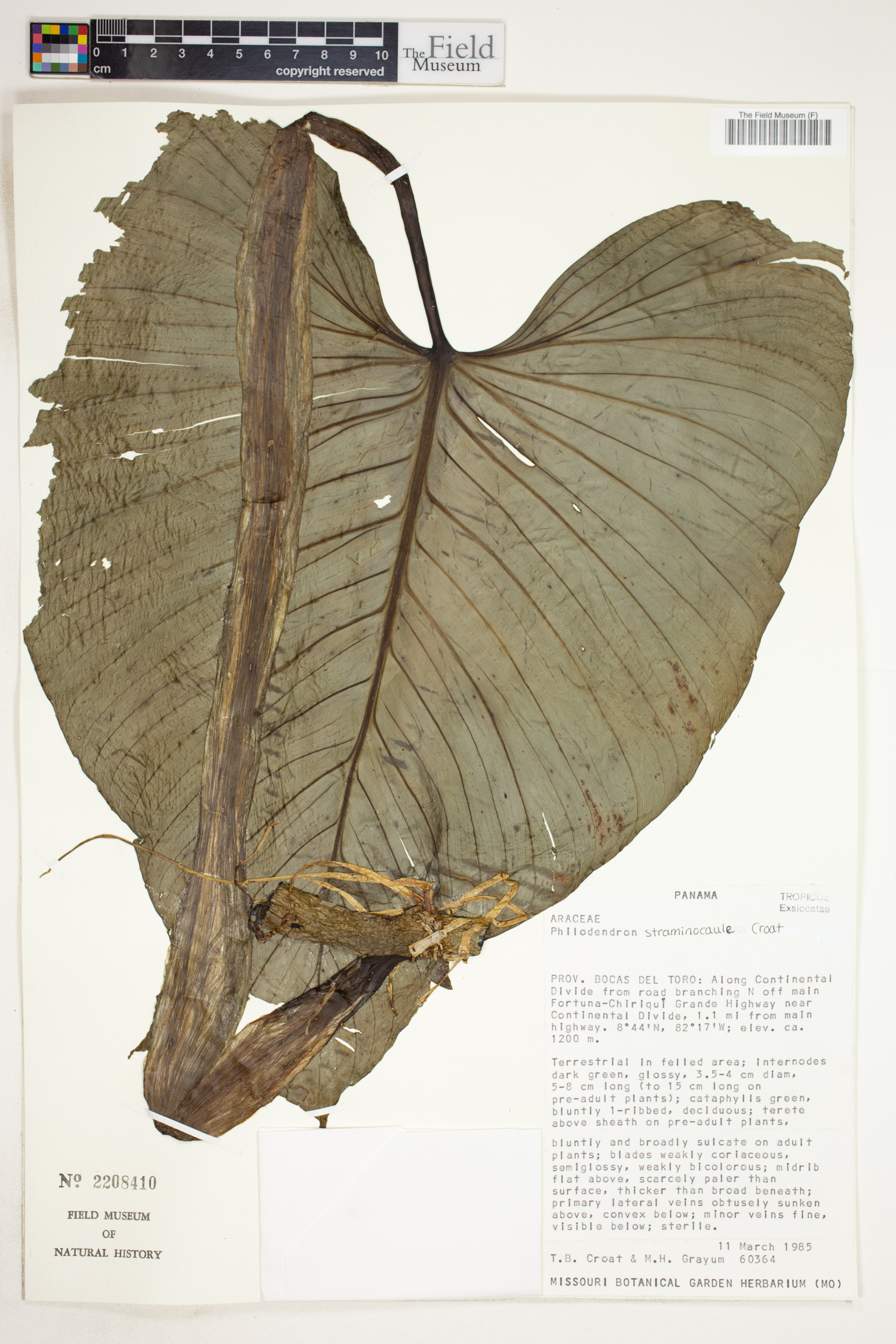 Philodendron straminicaule image