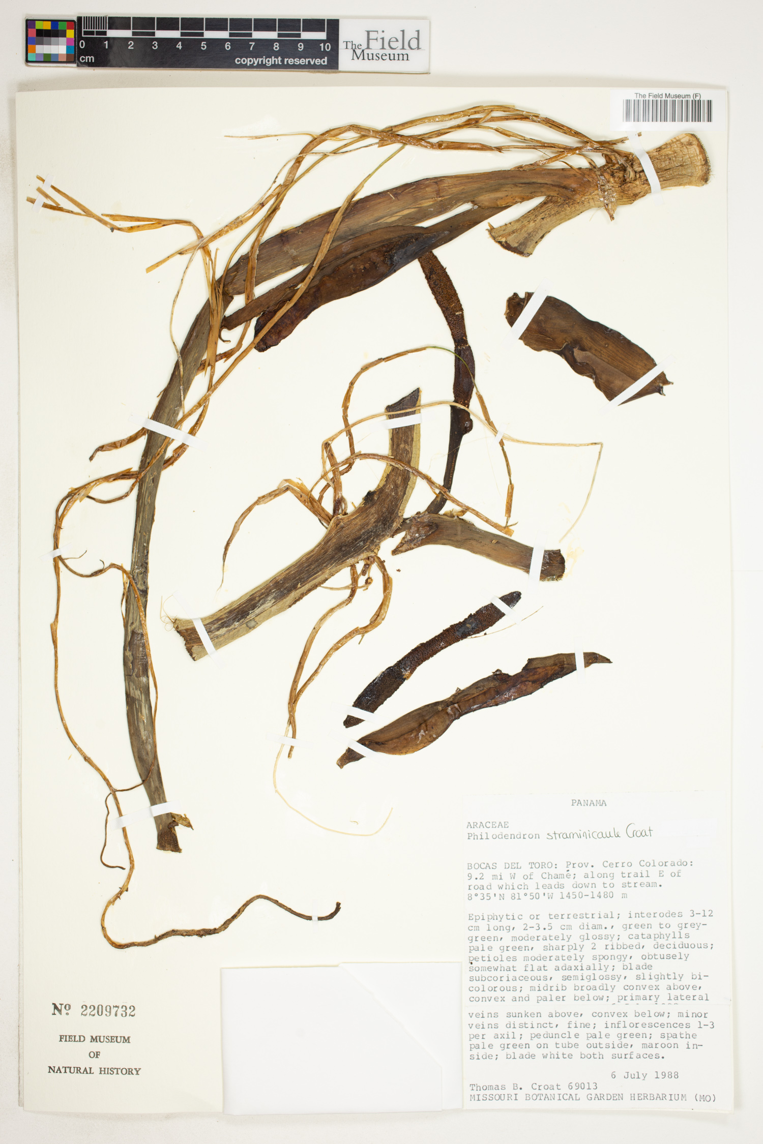 Philodendron straminicaule image