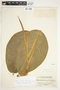 Philodendron standleyi image