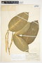 Philodendron standleyi image