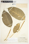 Philodendron standleyi image