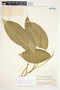 Philodendron standleyi image