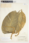 Philodendron standleyi image