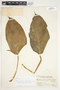 Philodendron standleyi image