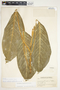 Philodendron standleyi image