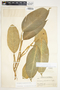 Philodendron standleyi image