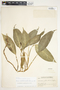 Philodendron standleyi image