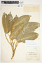 Philodendron standleyi image