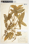 Philodendron standleyi image