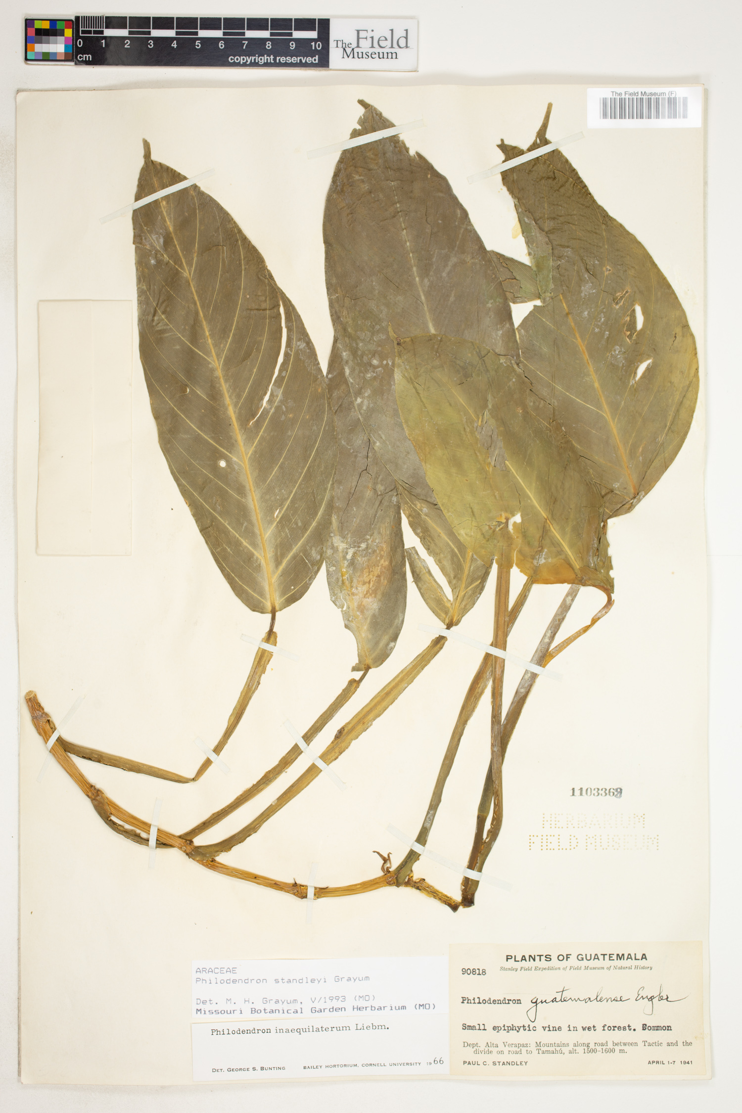 Philodendron standleyi image
