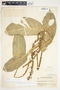 Philodendron standleyi image
