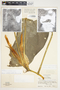 Philodendron standleyi image