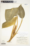 Philodendron standleyi image