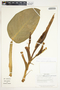 Philodendron standleyi image