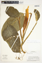 Philodendron standleyi image
