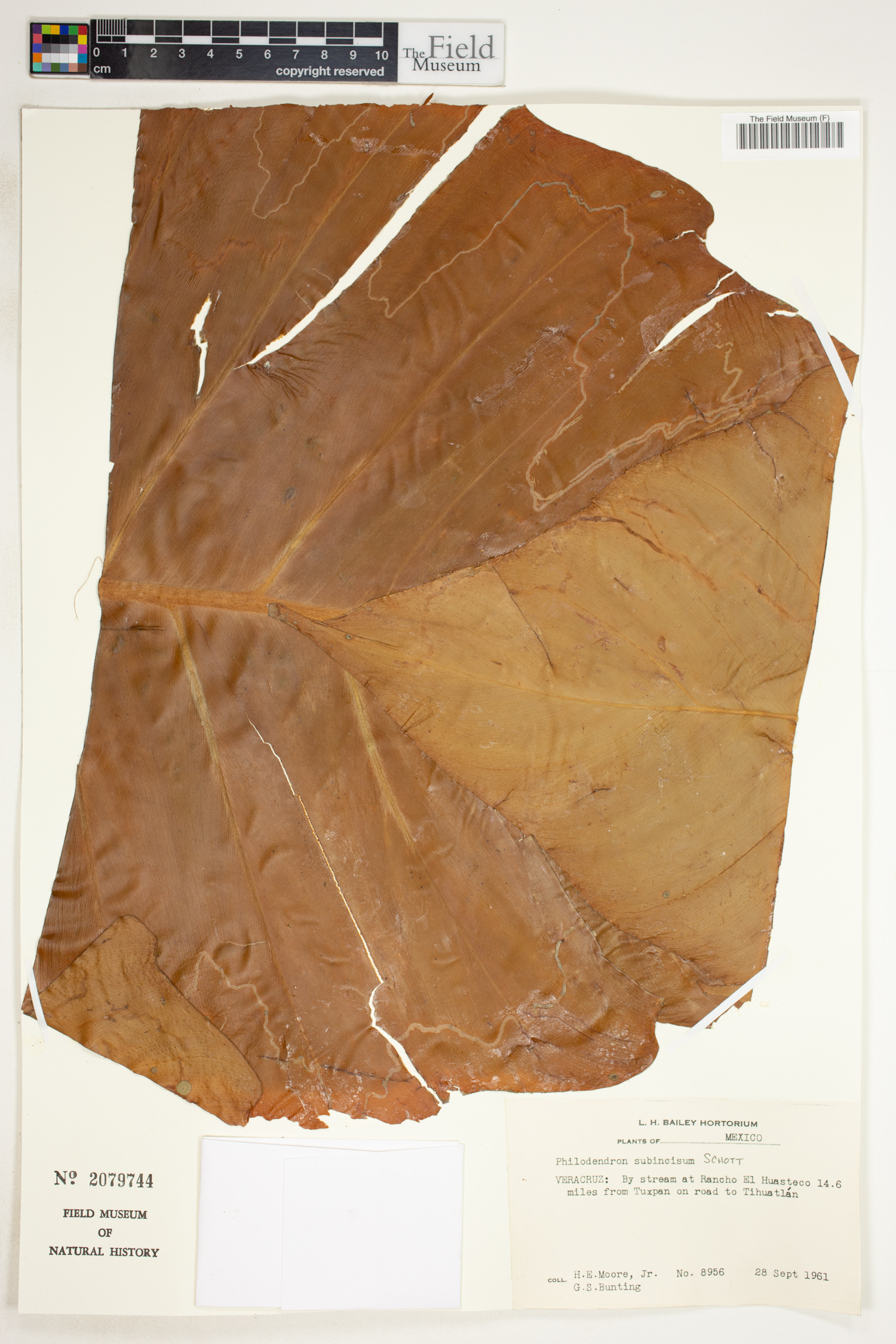 Philodendron subincisum image