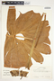 Philodendron subincisum image