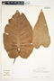 Philodendron subincisum image