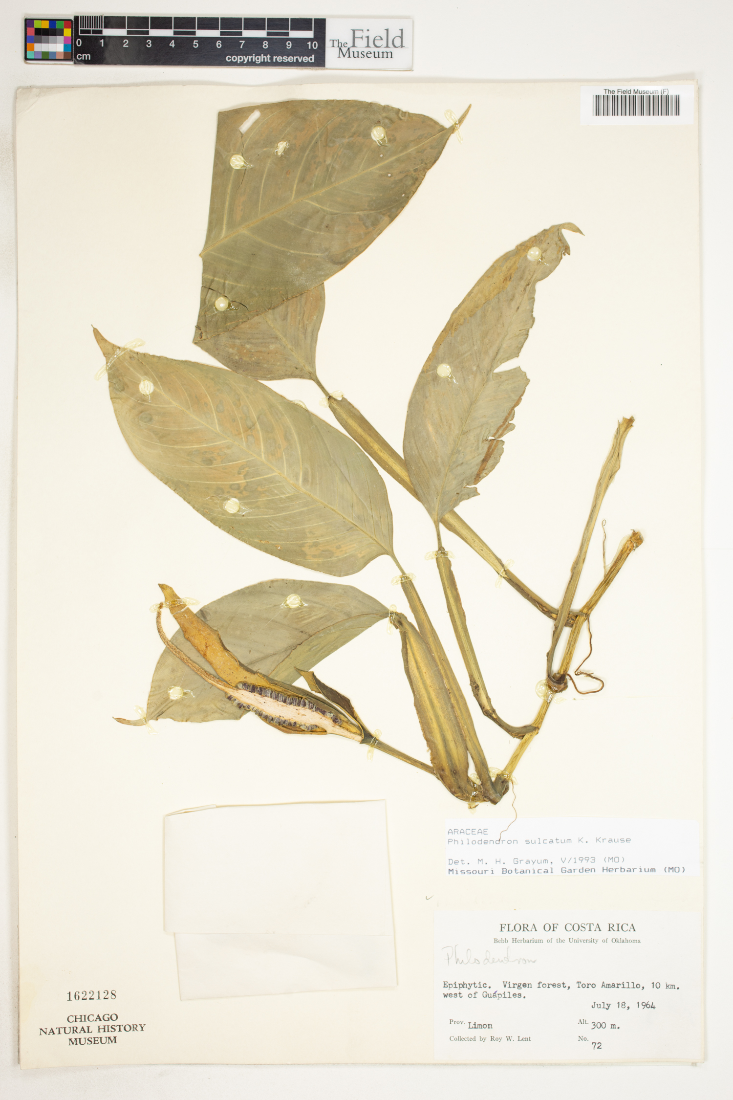 Philodendron sulcatum image