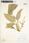 Philodendron sulcatum image