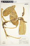 Philodendron sulcatum image