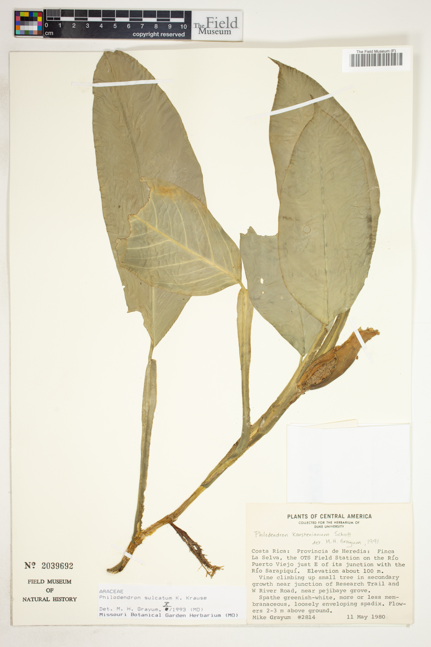 Philodendron sulcatum image