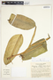 Philodendron sulcatum image