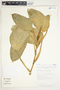 Philodendron sulcatum image