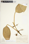 Philodendron sulcatum image