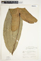 Philodendron tenue image