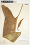 Philodendron tenue image