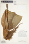 Philodendron tenue image