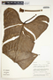 Philodendron tenue image