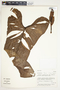 Philodendron tenue image