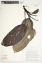 Philodendron tenue image