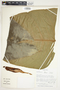 Philodendron tenue image