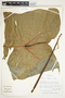 Philodendron tenue image