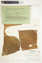 Philodendron thalassicum image