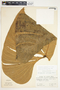 Philodendron thalassicum image