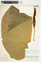 Philodendron thalassicum image