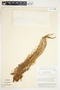 Philodendron thalassicum image