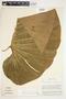 Philodendron thalassicum image
