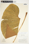 Philodendron thalassicum image