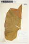 Philodendron thalassicum image