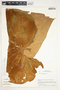 Philodendron thalassicum image