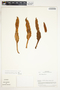 Philodendron thalassicum image