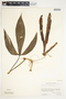 Philodendron tripartitum image
