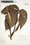Philodendron tripartitum image