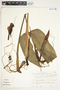 Philodendron tripartitum image